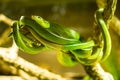 Snakes in a terrarium Royalty Free Stock Photo