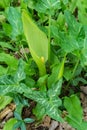 Snakeshead - Arum maculatum