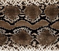 Snakeskin background texture. Stylish print. Trendy abstract background. Texture snake Royalty Free Stock Photo