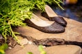 Snakeskin ballet flats, women's shoes on a rock