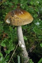 Snakeskin Grisette Fungi Royalty Free Stock Photo