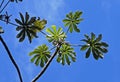 Snakewood tree, Cecropia peltata, and blue sky