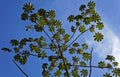 Snakewood tree, Cecropia peltata, and blue sky