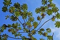 Snakewood tree, Cecropia peltata, and blue sky