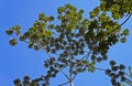 Snakewood tree, Cecropia peltata, and blue sky