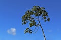Snakewood tree and blue sky
