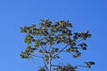 Snakewood tree, Cecropia peltata, Rio de Janeiro