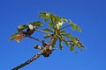 Snakewood tree, Cecropia peltata, Rio de Janeiro