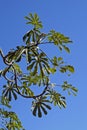 Snakewood tree, Cecropia peltata, Rio de Janeiro