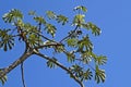 Snakewood tree, Cecropia peltata, Rio de Janeiro