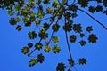 Snakewood tree, Cecropia peltata, Rio de Janeiro