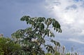 Snakewood tree, Cecropia peltata, Tiradentes, Brazil