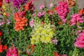 Snap dragon blooming in garden Royalty Free Stock Photo