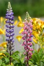 Snap dragon flowers Royalty Free Stock Photo