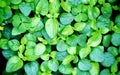 Snap of green fresh herbs Royalty Free Stock Photo