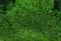 Snap of green moss in full frem