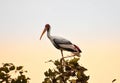 Snap of a migrated bird stork