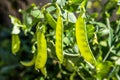 Snap peas in pods in a suburban garden Royalty Free Stock Photo