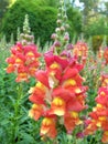 Snapdragon - Amtir rhinum majus Royalty Free Stock Photo