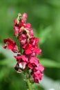 Snapdragon Antirrhinum