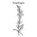 Snapdragon Antirrhinum majus , or dragon flowers, medicinal plant