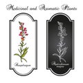 Snapdragon Antirrhinum majus , or dragon flowers, medicinal plant