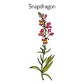 Snapdragon Antirrhinum majus , or dragon flowers, medicinal plant