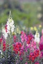 Snapdragon Antirrhinum majus in flowering time Royalty Free Stock Photo