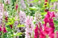 Snapdragon,Antirrhinum majus or Plantaginaceae flower