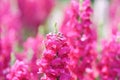 Snapdragon,Antirrhinum majus or Plantaginaceae flower