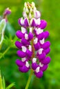 Snapdragon flower