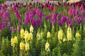 Snapdragon flower.