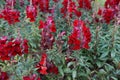 Snapdragon in the garden Royalty Free Stock Photo