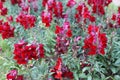 Snapdragon in the garden Royalty Free Stock Photo