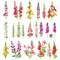 Snapdragon Flower Icon Set, Antirrhinum Majus Flower Flat Design, Abstract Snap Dragon Flower