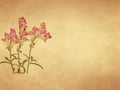 Snapdragon flower on old paper