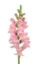 Snapdragon flower