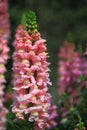 Snapdragon Flower