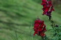 Snapdragon Flower Red Maroon Sunny Green Blurred Background