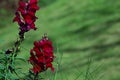 Snapdragon Flower Red Maroon Sunny Green Blurred Background
