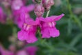 The snapdragon is a flowering plant that is easily grown in a pot on the balcony Royalty Free Stock Photo