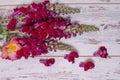 Snapdragon flowers bouquet arranged on wooden background Royalty Free Stock Photo