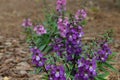 Snapdragon flowers