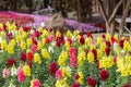 Snapdragon flowers in the garden at spring day. Antirrhinum majus