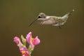 Snapdragon Hummer Royalty Free Stock Photo