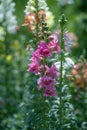 Snapdragon; Pink Antirrhinum flowers