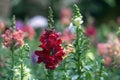 Snapdragon; Red Antirrhinum flower