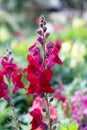 Snapdragon,scrophulariaceae,red flower beautiful