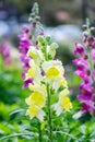 Snapdragon,scrophulariaceae,yellow flower beautiful