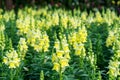 Snapdragon,Scrophulariaceae,yellow flower beautiful